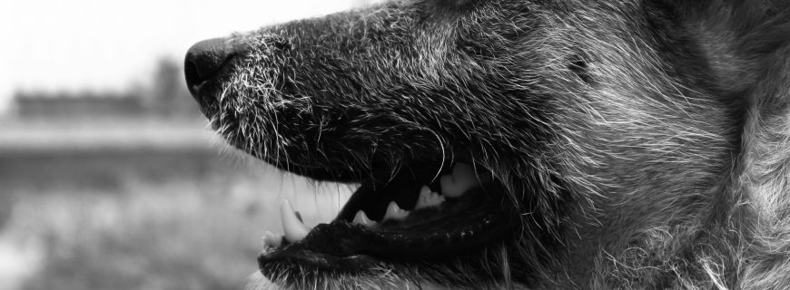 nebojsa-ilic-xnzOngSQ048-unsplash (2)
