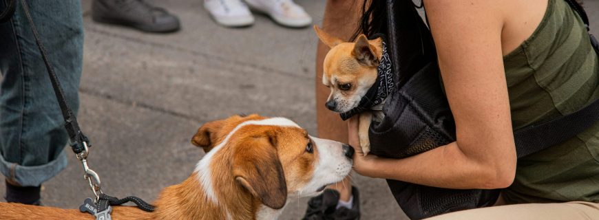 ying-ge-NbdYkWkMBNI-unsplash